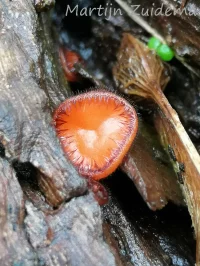 Gewone wimperzwam [Scutellinia scutellata]